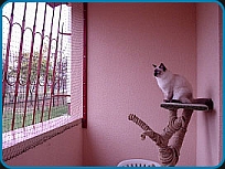 Tiffany - Seal Colorpoint Ragdoll