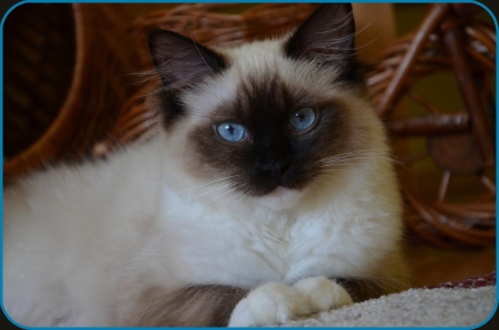 seal mitted
                      ragdoll