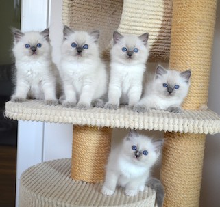 Ragdoll
                    Kittens